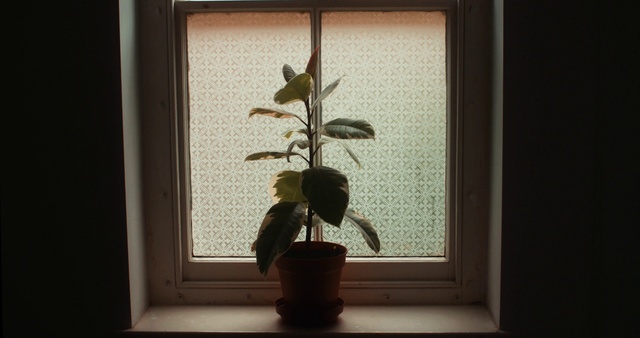 Video Reference: Houseplant, Botany, Picture frame, Plant, Still life photography, Tree, Flower, Ikebana, Art, Still life