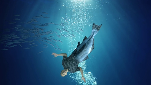 Video Reference: Water, Underwater, Marine biology, Whale shark, Shark, Marine mammal, Dolphin, Cetacea, Ocean, Fish