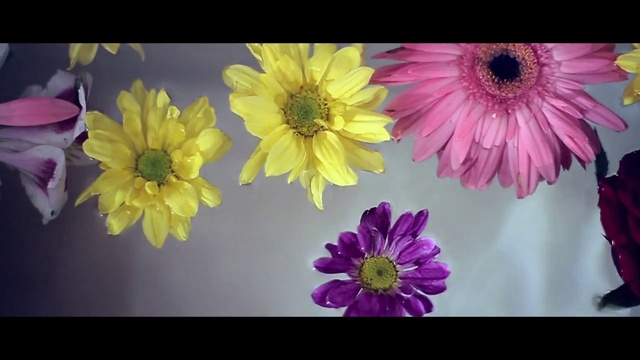 Video Reference: Flower, Petal, Yellow, Pink, Plant, Gerbera, Floral design, Flowering plant, Purple, Still life photography