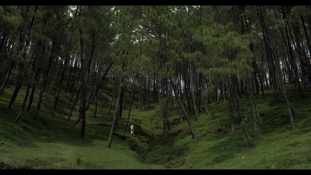 Video Reference: nature, ecosystem, forest, green, vegetation, woodland, spruce fir forest, tree, nature reserve, tropical and subtropical coniferous forests