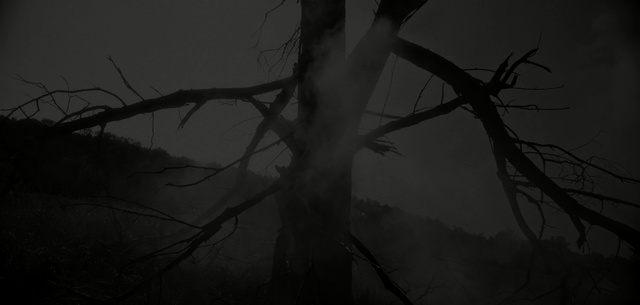 Video Reference: Branch, Black, Sky, Tree, Nature, Atmospheric phenomenon, Darkness, Black-and-white, Monochrome photography, Twig