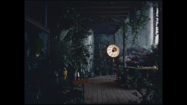 Video Reference: Nature, Darkness, Light, Tree, Midnight, Screenshot, Sky, Atmosphere, Photography, Space