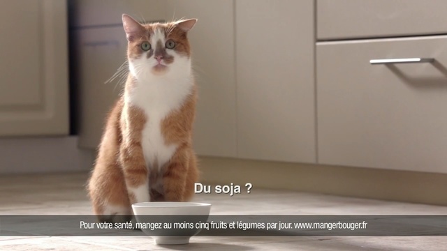 Video Reference: cat, small to medium sized cats, cat like mammal, whiskers, domestic short haired cat, aegean cat, european shorthair, photo caption, kitten