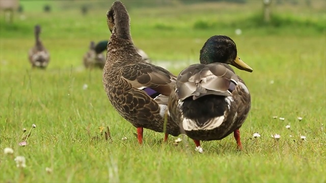 Video Reference: bird, duck, mallard, fauna, ducks geese and swans, water bird, waterfowl, beak, grass, pato