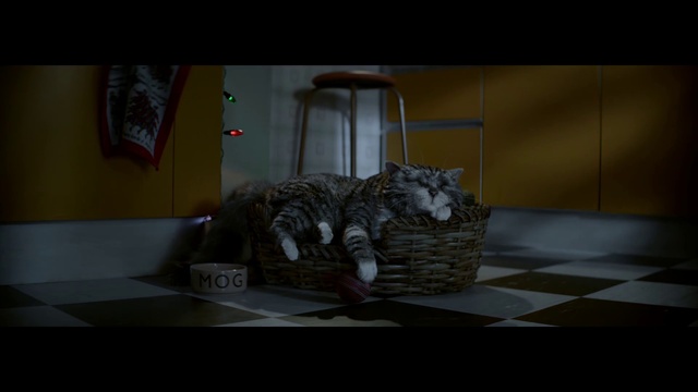 Video Reference: Black, Snapshot, Cat, Darkness, Room, Screenshot, Photography, Fiction, Organism, Still life photography