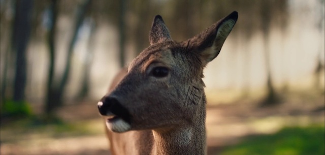 Video Reference: Vertebrate, Mammal, Deer, Wildlife, Roe deer, Terrestrial animal, Snout, Musk deer, Fawn, Plant