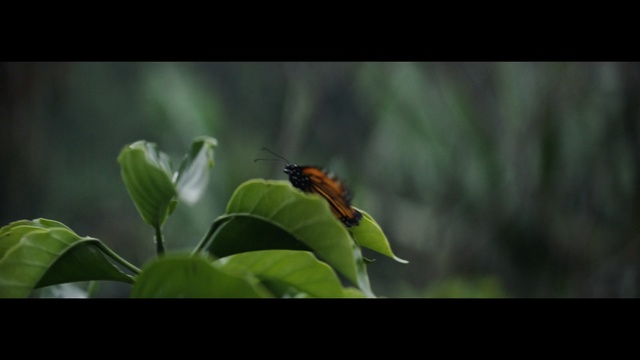 Video Reference: insect, ecosystem, leaf, fauna, macro photography, wildlife, flora, organism, membrane winged insect, pest