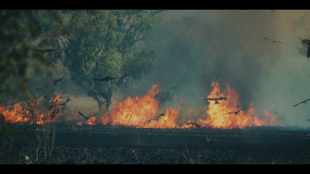 Video Reference: Wildfire, Flame, Fire, Heat, Geological phenomenon, Event, Tree, Explosion, Forest