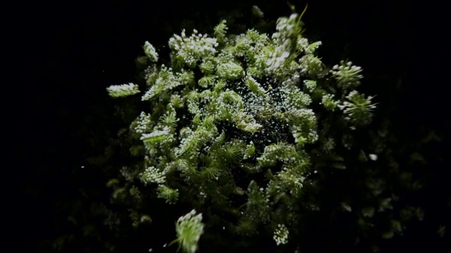 Video Reference: Nature, Vegetation, Green, Plant, Organism, Leaf, Tree, Flower, Branch, Moss, Outdoor, Man, Field, White, Standing, Forest, Covered, Holding, Large, Street, Table, Riding, Young, Jumping, Red, Broccoli, Board, Flying, Air, Sign, Clock, Christmas, Conifer