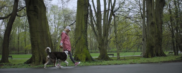 Video Reference: Vertebrate, Mammal, Dog, Canidae, Dog breed, Tree, Dog walking, Border collie, Carnivore, Walking