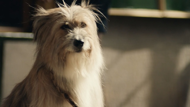 Video Reference: Dog, Mammal, Vertebrate, Dog breed, Canidae, Carnivore, Löwchen, Tibetan terrier, Companion dog, Terrier