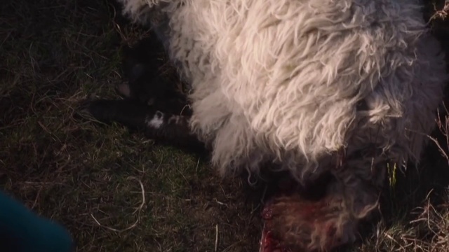 Video Reference: Vertebrate, Dog, Mammal, Canidae, Dog breed, Lagotto romagnolo, Old english sheepdog, Terrier, Carnivore, Schnoodle