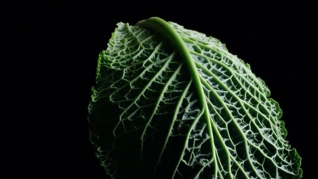 Video Reference: Leaf, Green, Vegetation, Plant, Terrestrial plant, Macro photography, Organism, Flower, Plant stem, Vascular plant