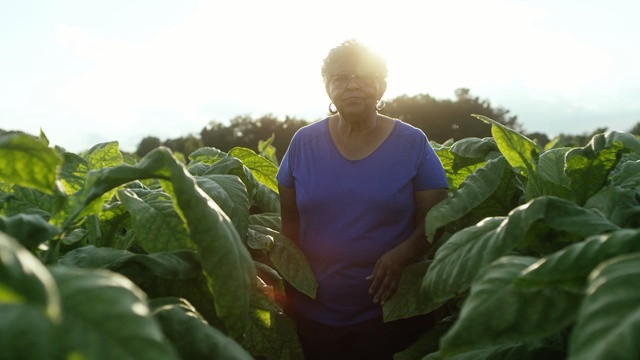 Video Reference: agriculture, crop, plant, leaf, field, farm, plantation, farmworker, spring, harvest