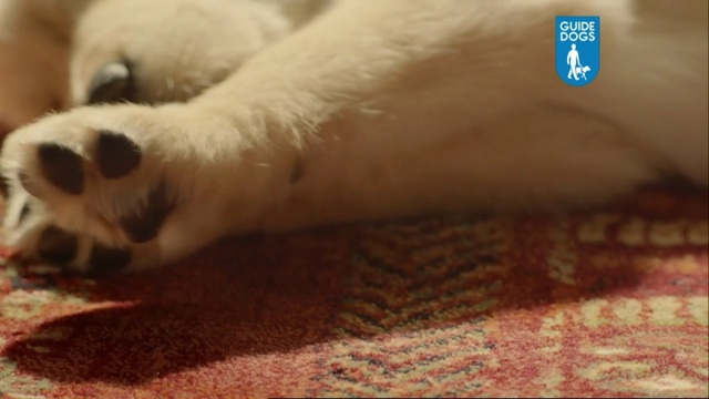 Video Reference: dog, labrador, home, floor, puppy, fur