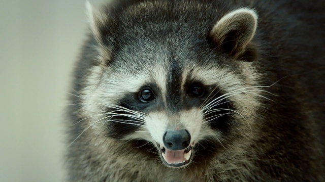 Video Reference: raccoon, procyonidae, fauna, mammal, procyon, whiskers, fur, wildlife, snout, close up
