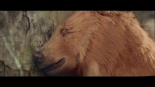 Video Reference: Vertebrate, Mammal, Hair, Snout, Adaptation, Wildlife, Organism, Lion, Mane, Fur, Person