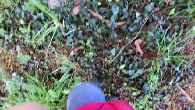 Video Reference: Grass, Leaf, Grass family, Plant, Organism, Footwear, Plant community, Groundcover, Adaptation, Soil