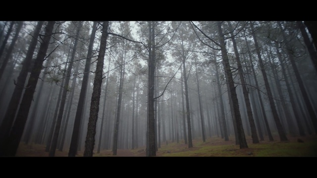 Video Reference: Tree, Forest, Nature, Woodland, Natural environment, Atmospheric phenomenon, Natural landscape, Biome, Fog, Woody plant