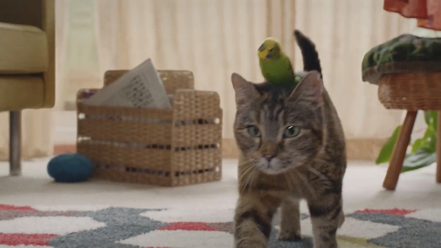 Video Reference: cat, small to medium sized cats, dragon li, cat like mammal, whiskers, fauna, tabby cat, domestic short haired cat, european shorthair, american shorthair