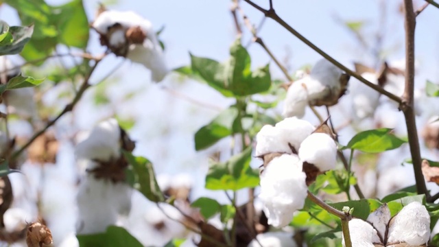 Video Reference: branch, flora, spring, flower, blossom, tree, plant, twig, pollinator, cherry blossom