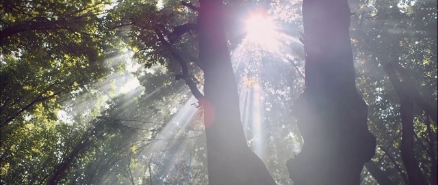 Video Reference: Sunlight, Light, Atmospheric phenomenon, Water, Tree, Lens flare, Forest