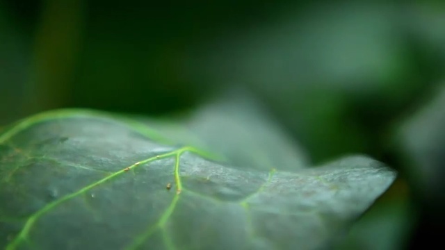 Video Reference: Leaf, Green, Water, Nature, Macro photography, Close-up, Plant, Moisture, Plant stem, Terrestrial plant