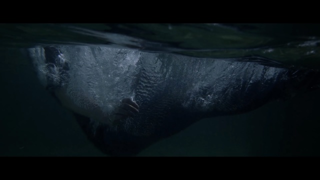 Video Reference: water, underwater, atmosphere, marine mammal, photography, darkness, close up, marine biology, organism, screenshot