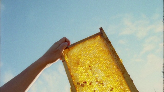 Video Reference: Yellow, Cuisine, Food, Dish, Junk food, Baked goods, Honeycomb, Person, Piece, Cake, Slice, Holding, Hand, Half, Dessert, Bite, Sitting, Close, Cut, Pizza, Large, Cutting, Table, Man, Eating, Sandwich, Plate, White, Cheese, Sky