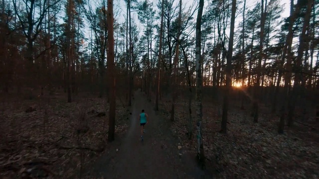 Video Reference: Tree, Forest, Woodland, Nature, Natural environment, Trail, Nature reserve, Wilderness, Biome, Woody plant