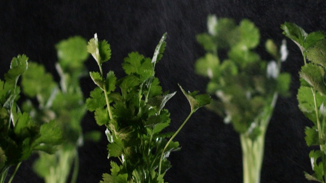 Video Reference: Plant, Leaf, Flower, Flowering plant, Parsley, Leaf vegetable, Herb, Plant stem, Coriander, Parsley family