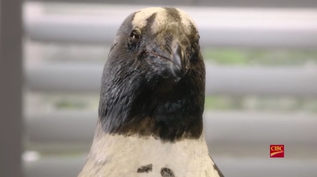 Video Reference: Beak, Snout, Seal, Bird, Marine mammal, Harbor seal, Flightless bird