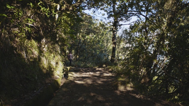 Video Reference: Tree, Nature, Natural environment, Vegetation, Forest, Natural landscape, Nature reserve, Trail, Woodland, Wilderness, Person