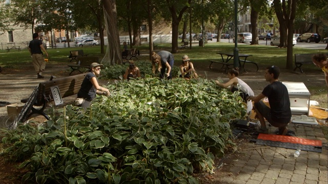 Video Reference: Leaf, Plant, Tree, Public space, Grass, Garden, Shrub, Groundcover, Adaptation, Landscape