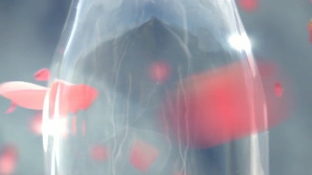 Video Reference: red, vertebrate, light, close up, petal, mouth, water, macro photography, computer wallpaper