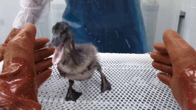 Video Reference: Finger, Bird, Hand, Leg, Water bird, Flightless bird, Duck, Beak, Nail