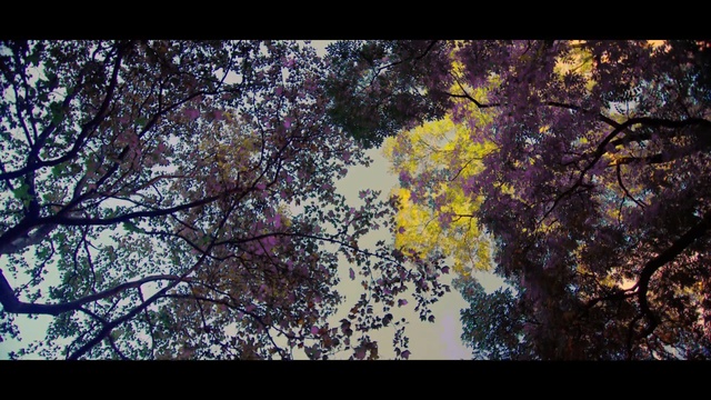 Video Reference: tree, nature, branch, yellow, woody plant, leaf, sky, autumn, flora, spring, Person
