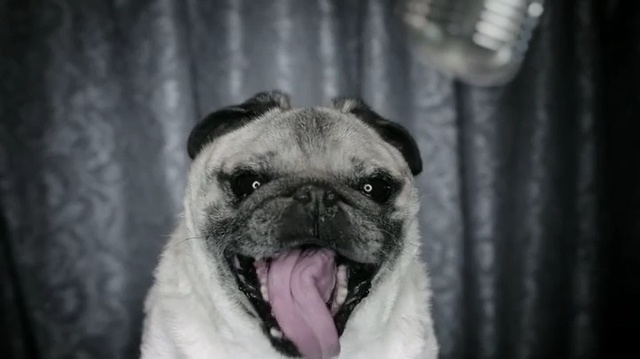 Video Reference: Pug, Dog, Vertebrate, Canidae, Mammal, Dog breed, Snout, Skin, Companion dog, Nose