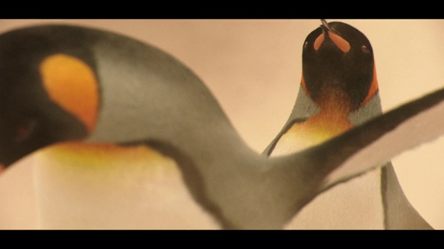 Video Reference: Bird, Flightless bird, Beak, Close-up, Penguin, Still life photography, King penguin, Plant, Still life, Photography