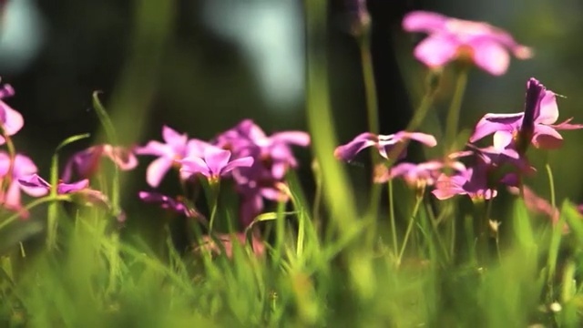 Video Reference: Flower, Flowering plant, Plant, Petal, Terrestrial plant, Pink, Wildflower, Spring, Orchid, Pogonia, Person
