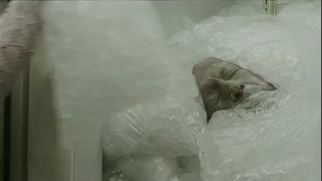 Video Reference: Beak, Fish, Feather, Plant, Monochrome photography, Petal, Freezing, Winter, Transparent material, Monochrome