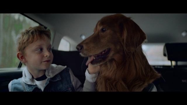 Video Reference: Vertebrate, Dog, Mammal, Dog breed, Canidae, Nova scotia duck tolling retriever, Irish setter, Retriever, Carnivore, Golden retriever