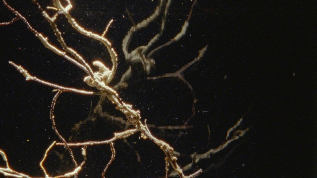 Video Reference: Branch, Organism, Root, Plant