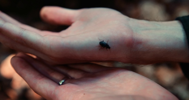 Video Reference: Finger, Hand, Insect, Pest, Membrane-winged insect, Thumb, Invertebrate, Nail