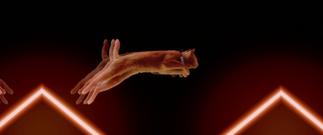 Video Reference: Hand, Jumping, Gymnastics, Tail