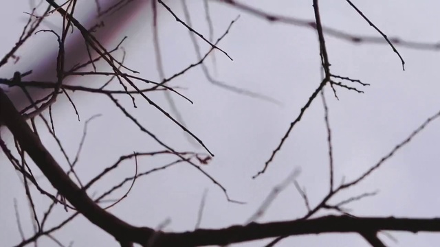 Video Reference: Sky, Twig, Wood, Natural material, Monochrome photography, Event, Tints and shades, Plant stem, Monochrome, Natural landscape