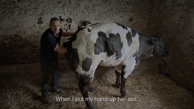 Video Reference: Mammal, Vertebrate, Bovine, Dairy cow, Dairy, Cow-goat family, Livestock, Person