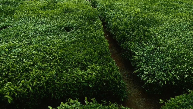 Video Reference: vegetation, green, grass, plant, ecosystem, shrub, tree, biome, grass family, lawn