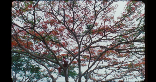 Video Reference: Tree, Plant, Branch, Woody plant, Leaf, Maple, Spring, Twig, Flower, Flowering plant