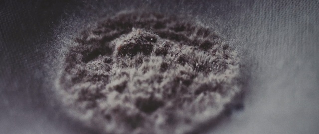 Video Reference: close up, macro photography, photography, atmosphere, sky, black and white, organism, stock photography, computer wallpaper